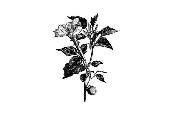 Flowering Branch of Datura Meteloides: Vintage Botanical Elegance